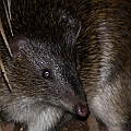 Northern Brown Bandicoot<br />Canon EOS 7D + EF70-200 F4L IS + EF1.4xII + SPEEDLITE 580EXII